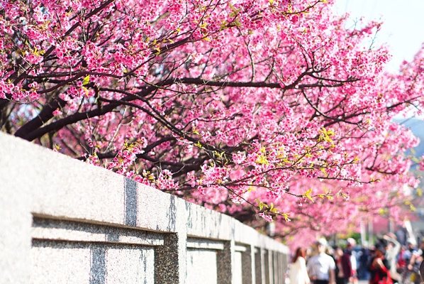 平菁街櫻花